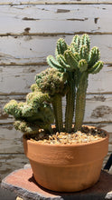 Load image into Gallery viewer, Crested Elite Myrtillocactus
