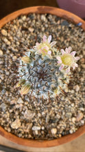Load image into Gallery viewer, Mammillaria Perezdelarosae
