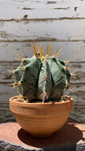 Load image into Gallery viewer, Astrophytum Ornatum
