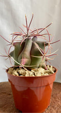 Load image into Gallery viewer, Ferocactus Emoryi. 4&quot;
