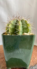 Load image into Gallery viewer, Melocactus Concinnus. 4&quot;
