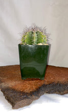 Load image into Gallery viewer, Melocactus Concinnus. 4&quot;

