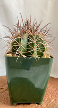 Load image into Gallery viewer, Melocactus Longispinus. 4&quot;
