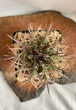Load image into Gallery viewer, Melocactus Longispinus. 4&quot;
